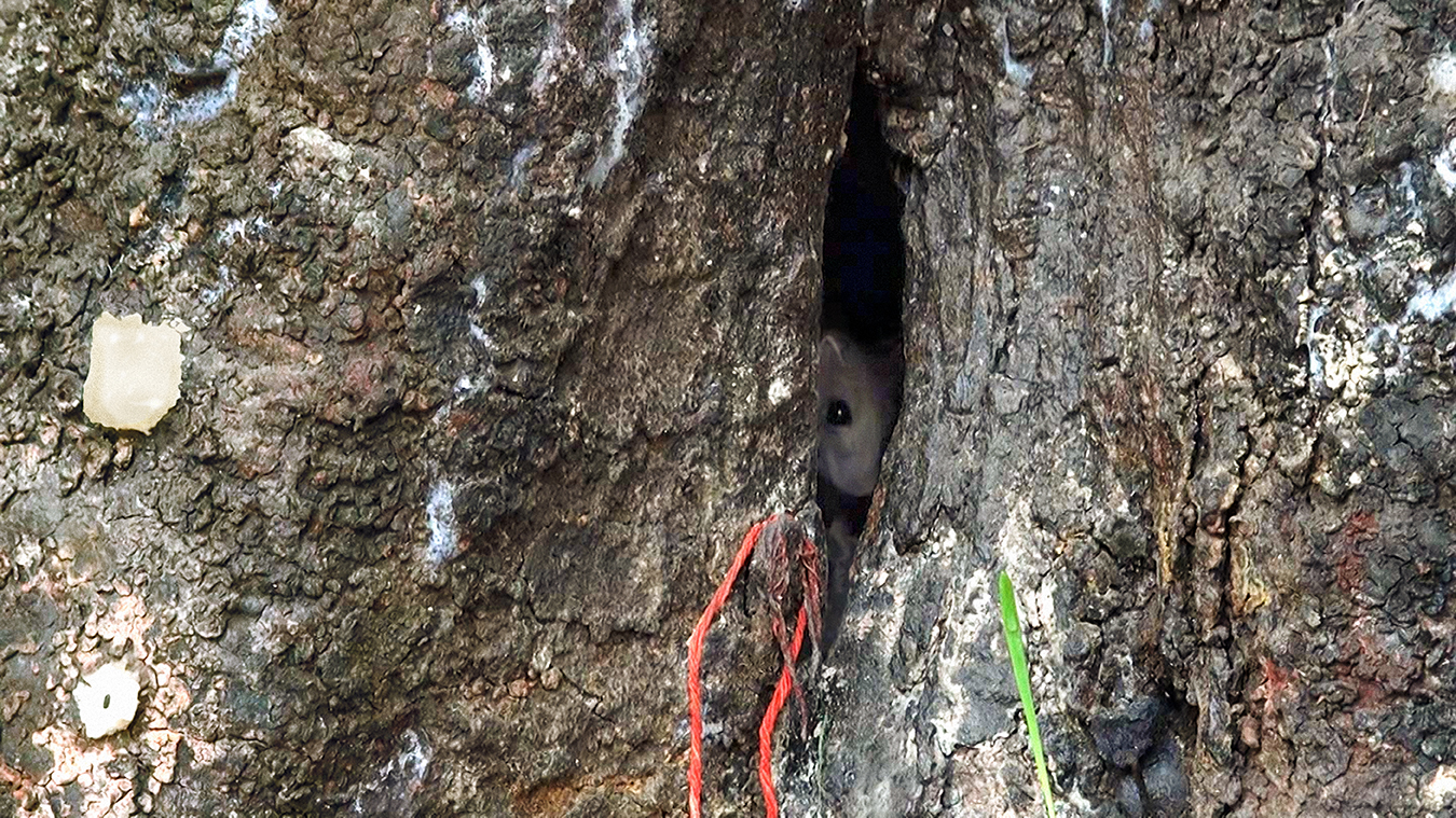 The Peepul Tree Gross 03.jpg