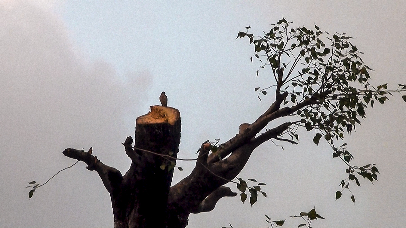 The Peepul Tree Gross 11.jpg