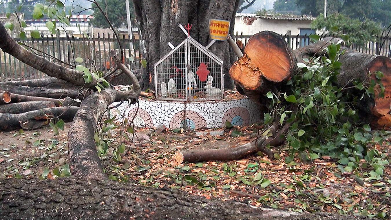 The Peepul Tree Gross 16.jpg