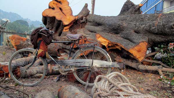 The_Peepul_Tree_08.jpg