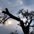 The Peepul Tree Gross 01.jpg