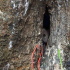 The Peepul Tree Gross 03.jpg