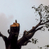 The Peepul Tree Gross 11.jpg