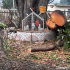 The Peepul Tree Gross 16.jpg